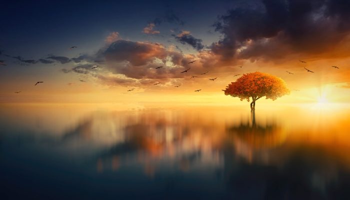 sun, water, nature